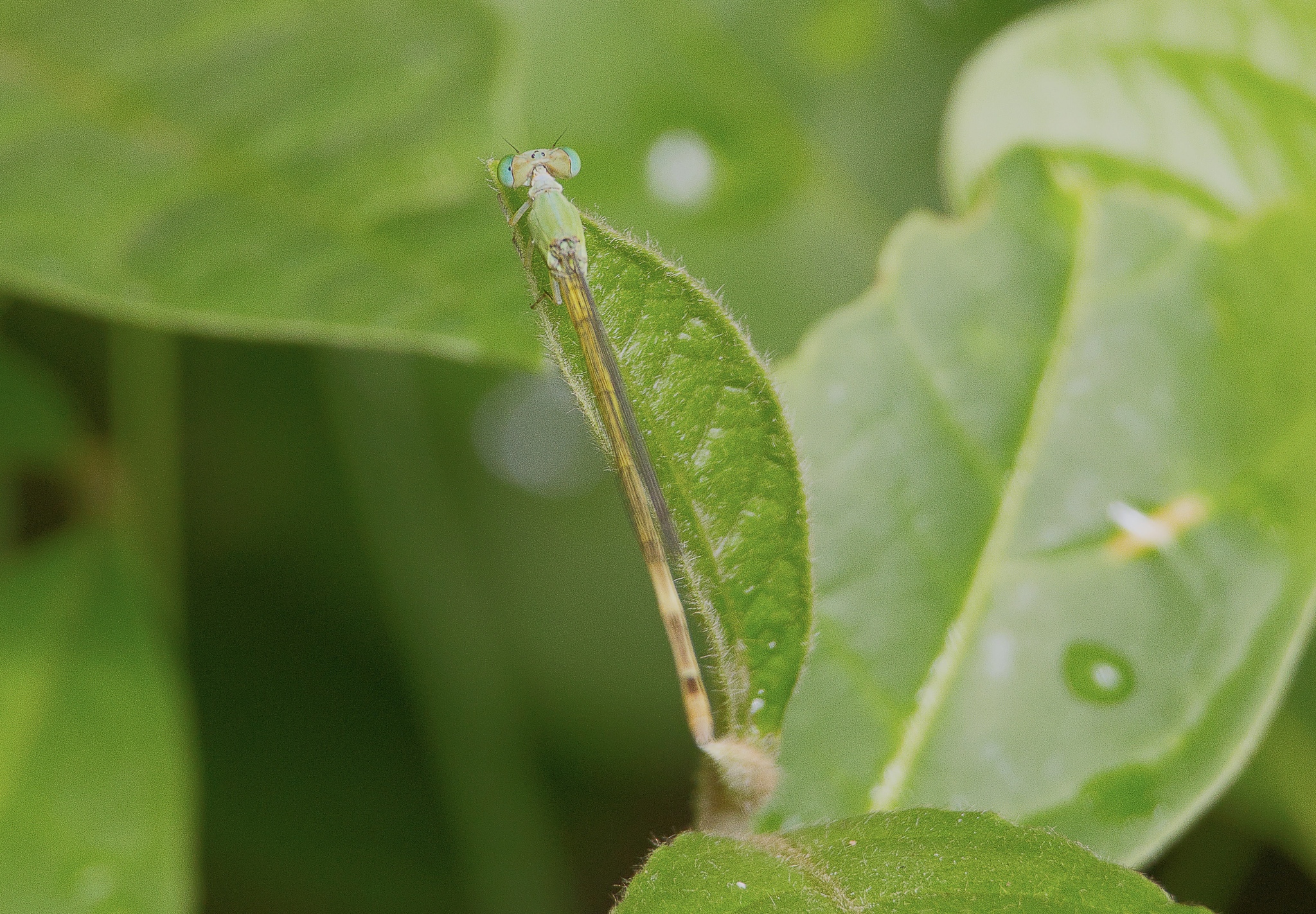 Coromandel Marsh Dart