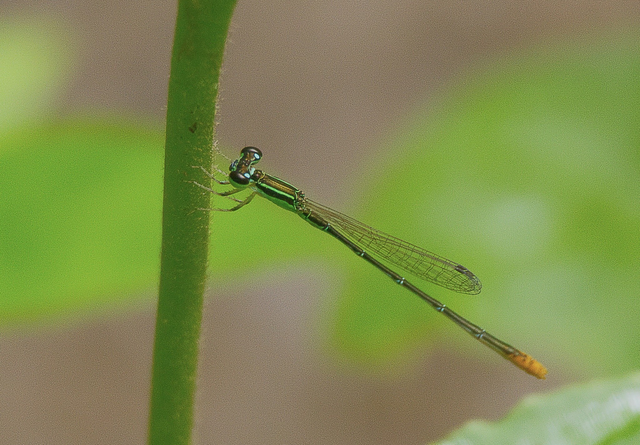 Pygmy Dartlet