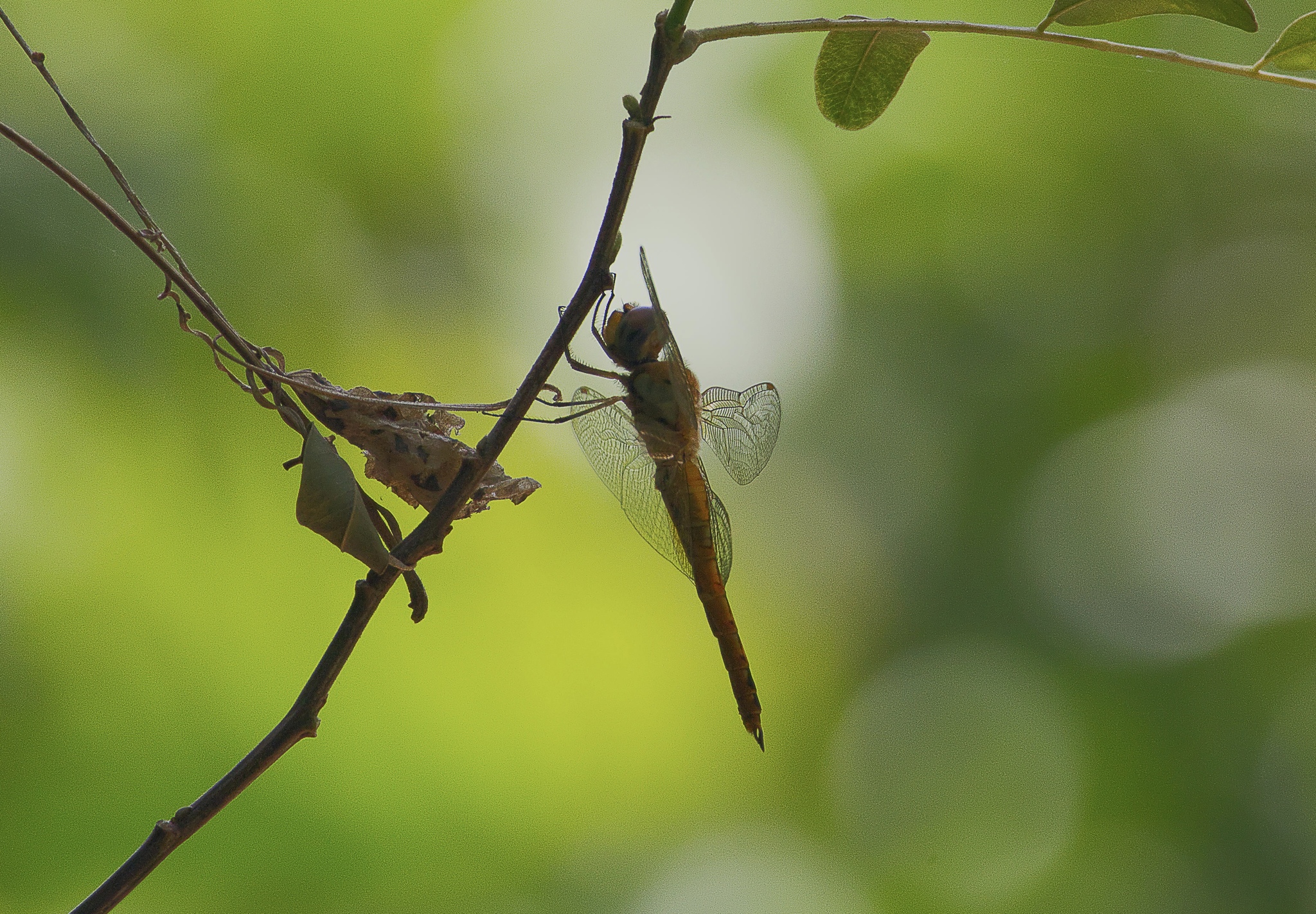 Globe Skimmer