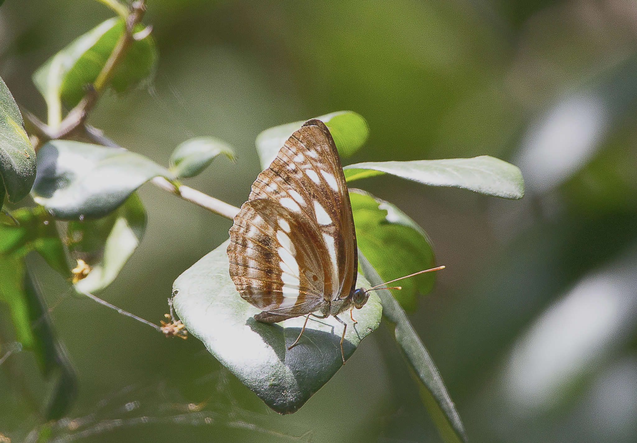 Chestnut-Streaked Sailer