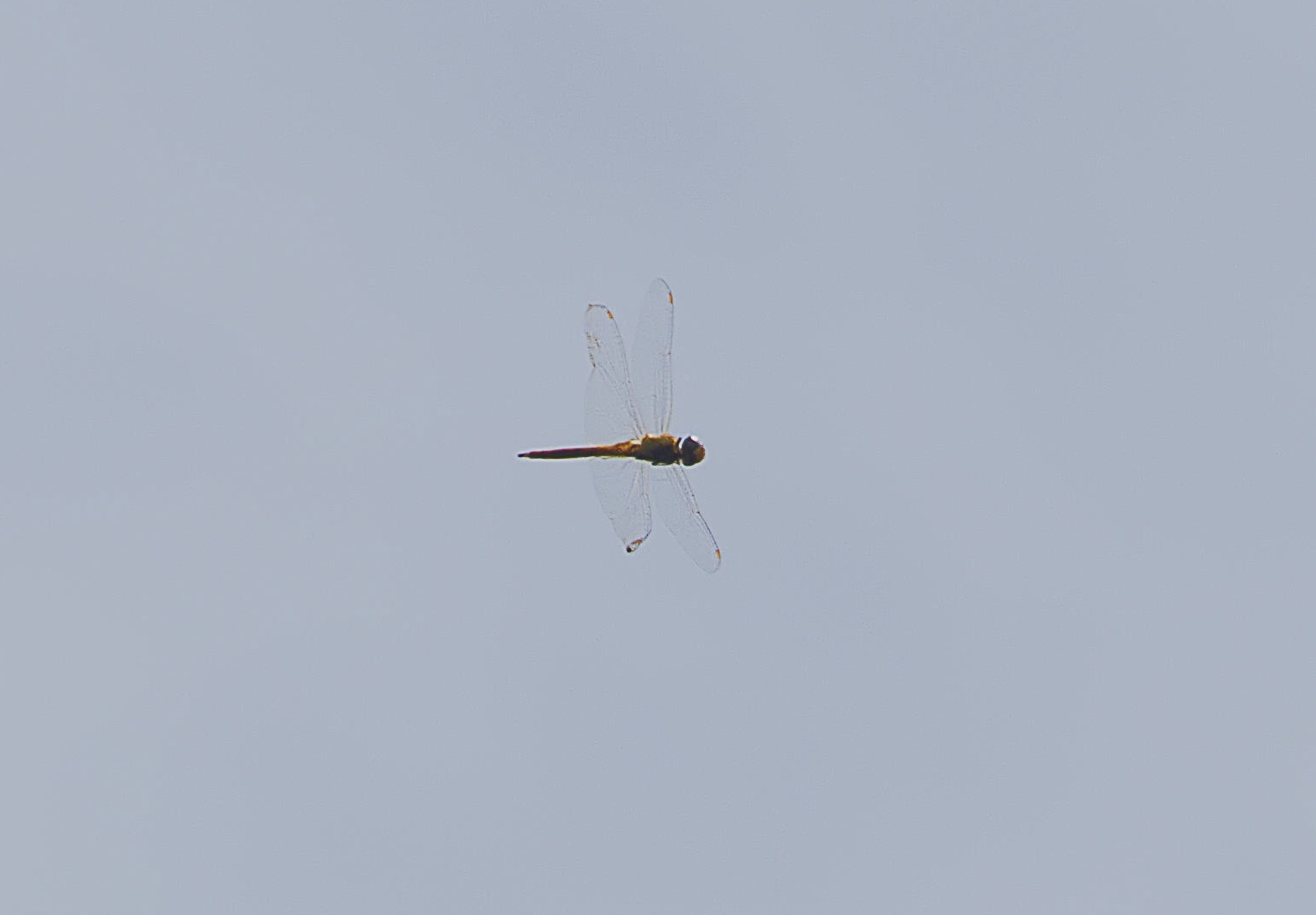 Globe Skimmer
