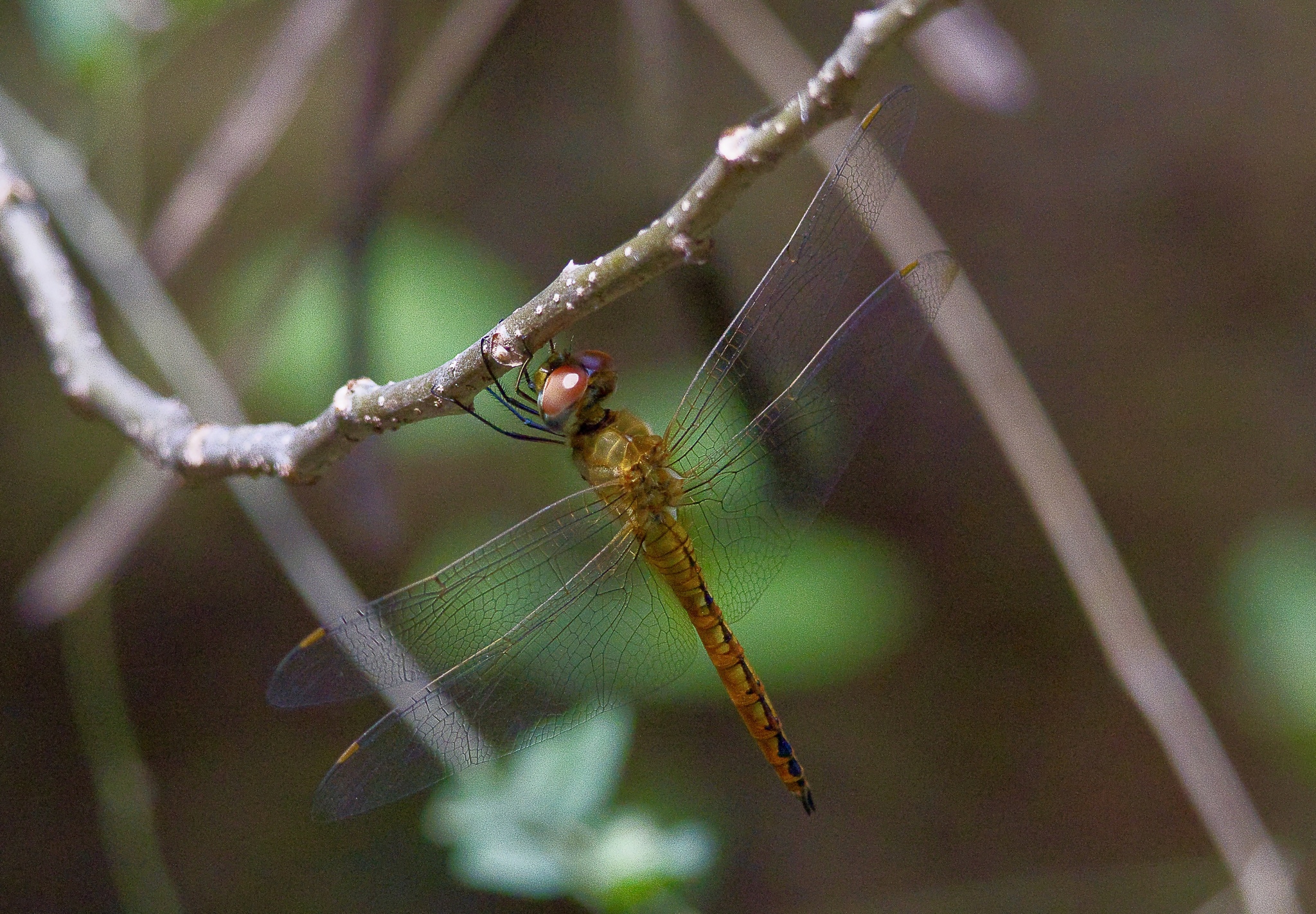 Globe Skimmer