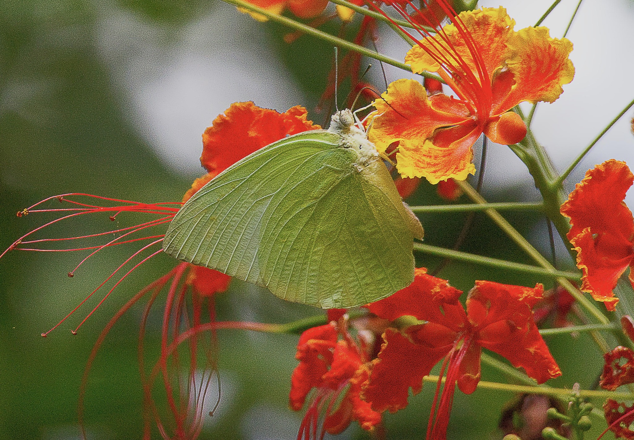 Lemon Emigrant