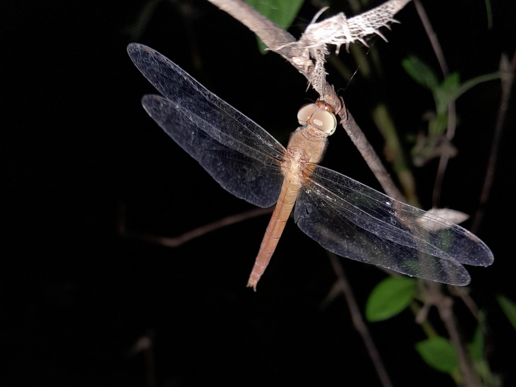 Coral-Tailed Cloudwing