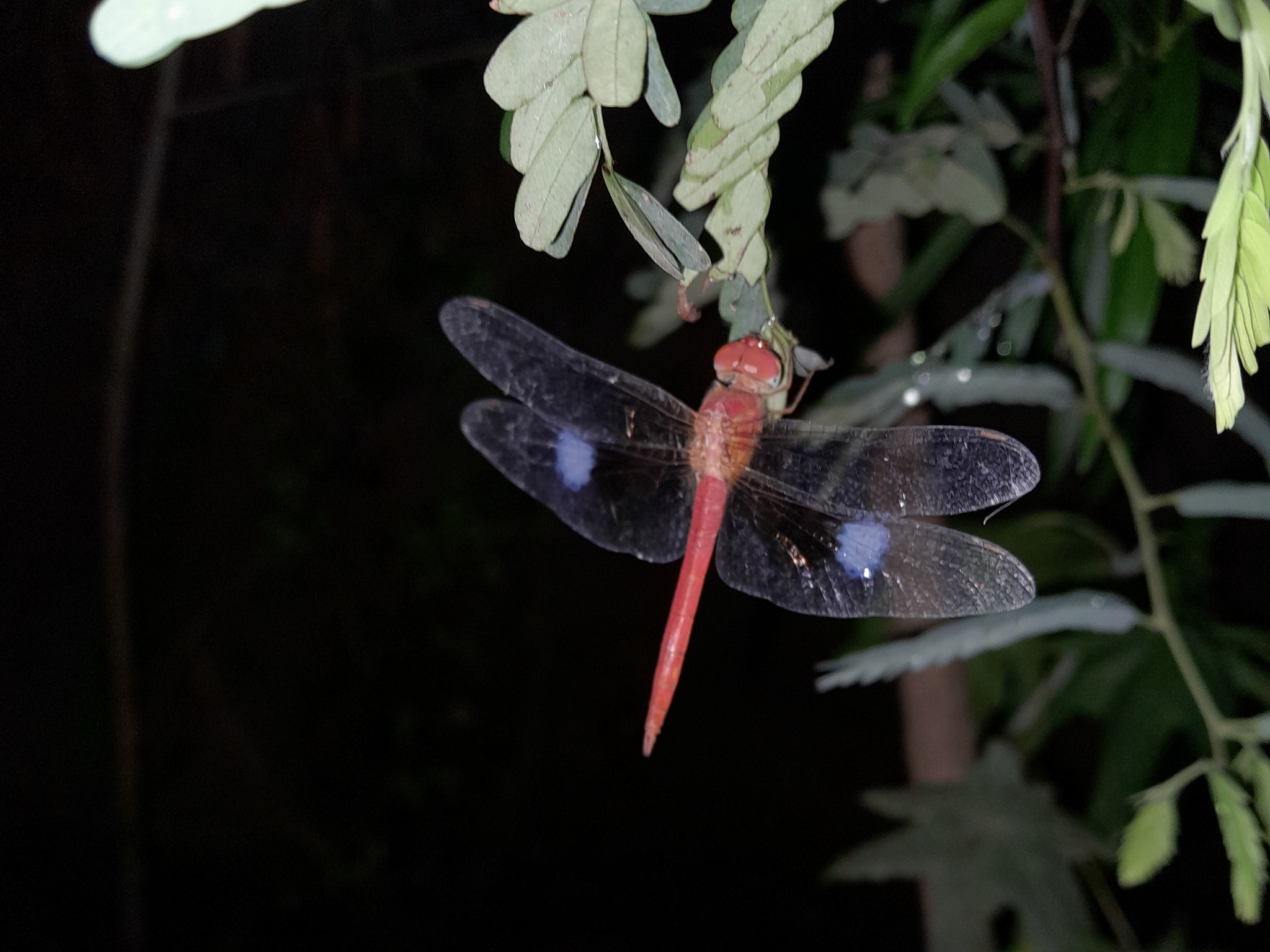 Coral-Tailed Cloudwing