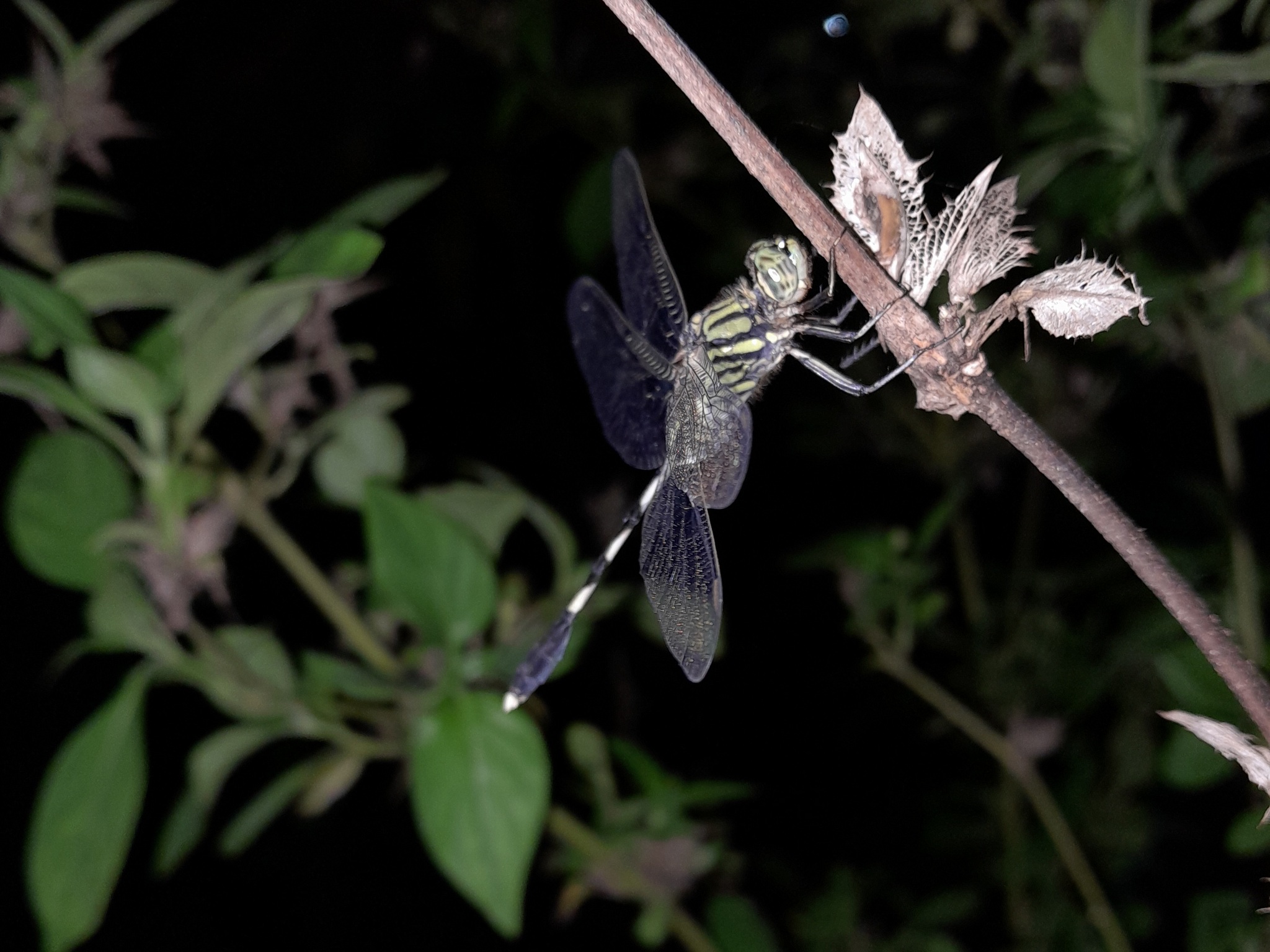 Slender Skimmer