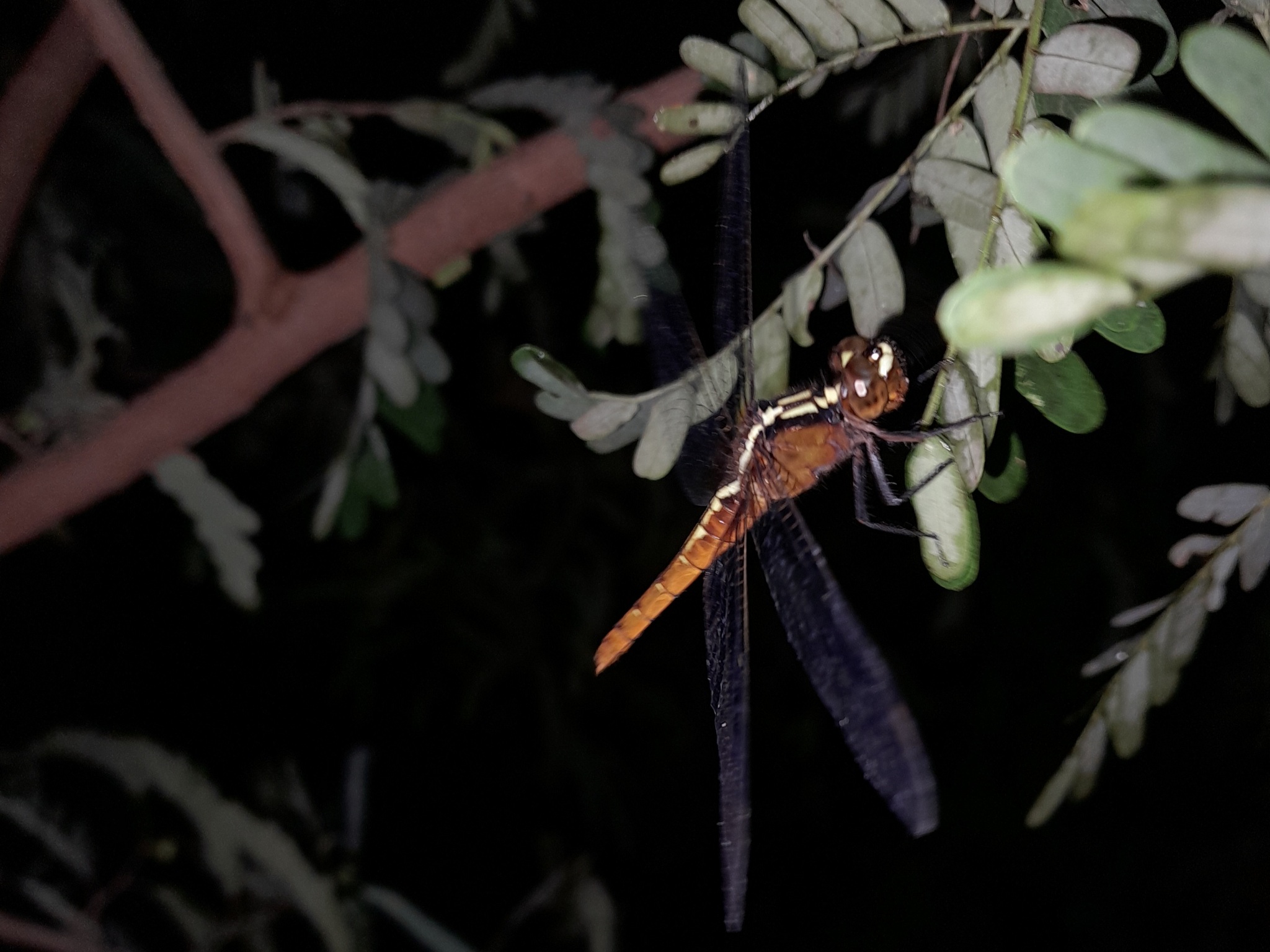 Rufous Marsh Glider