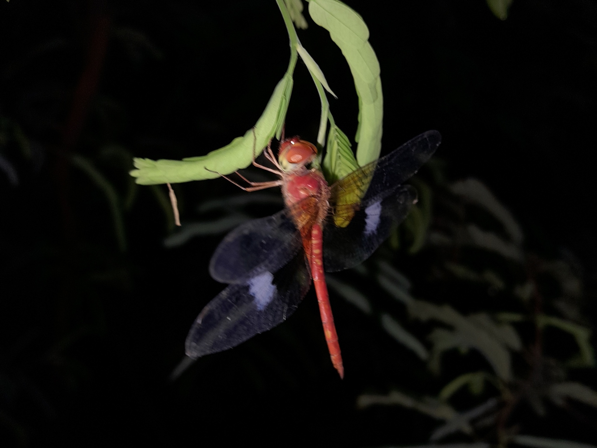 Coral-Tailed Cloudwing