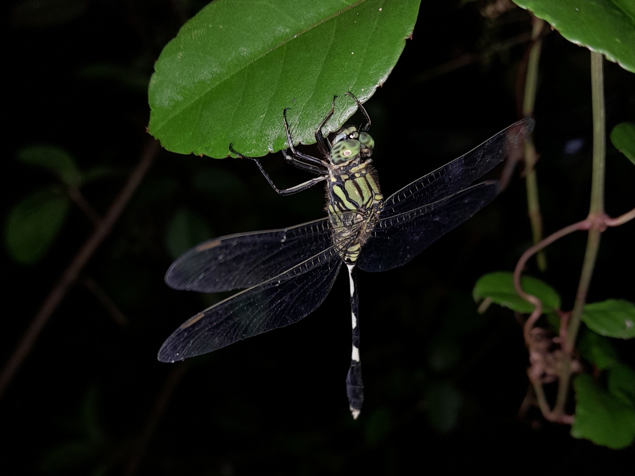 Slender Skimmer