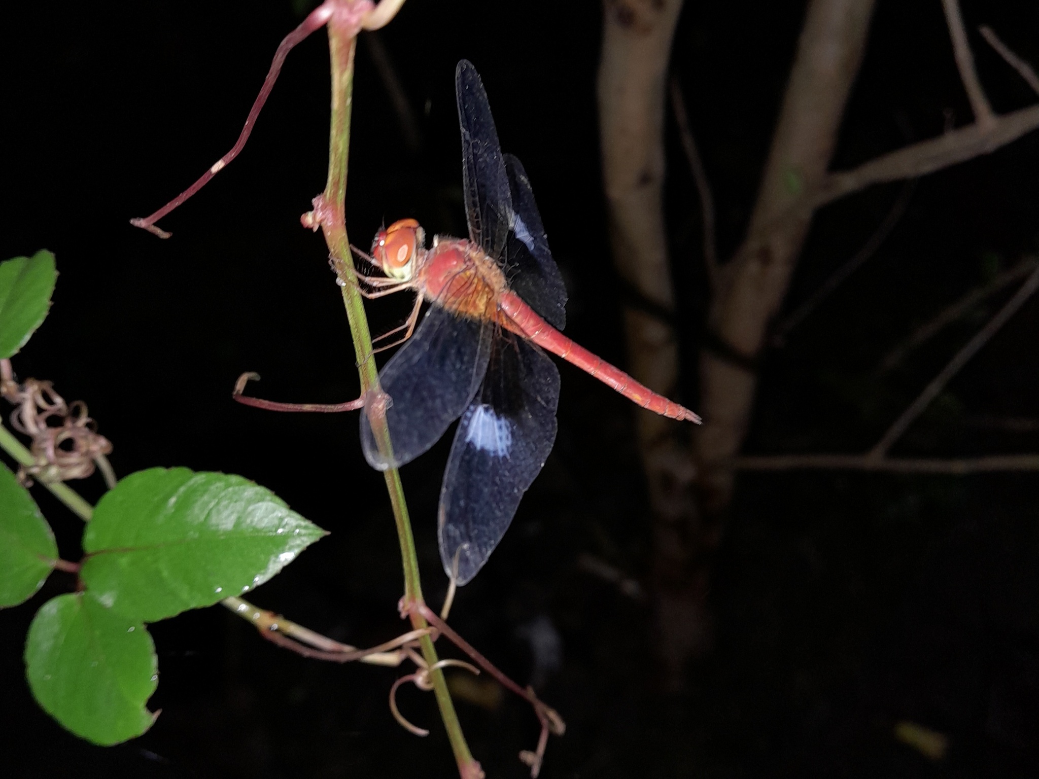 Coral-Tailed Cloudwing