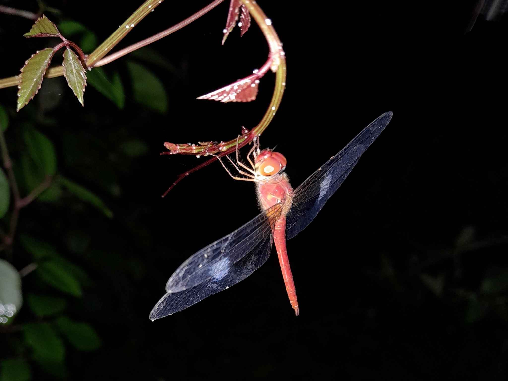 Coral-Tailed Cloudwing