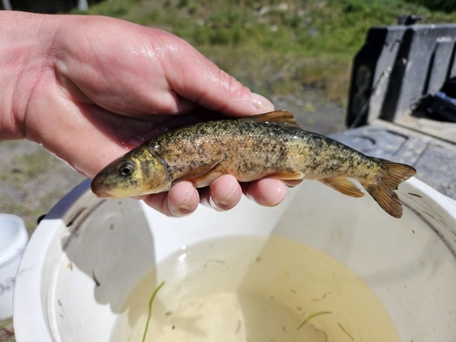 Klamath largescale sucker (Catostomus snyderi) — Catostomidae