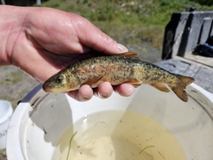 Klamath Largescale Sucker photo 1