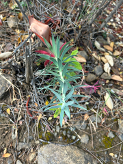 Euphorbia rigida