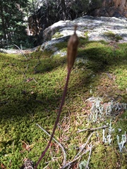 Corallorhiza maculata