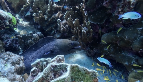 Giant Moray — seen at this dive site