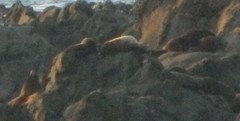 Zalophus californianus