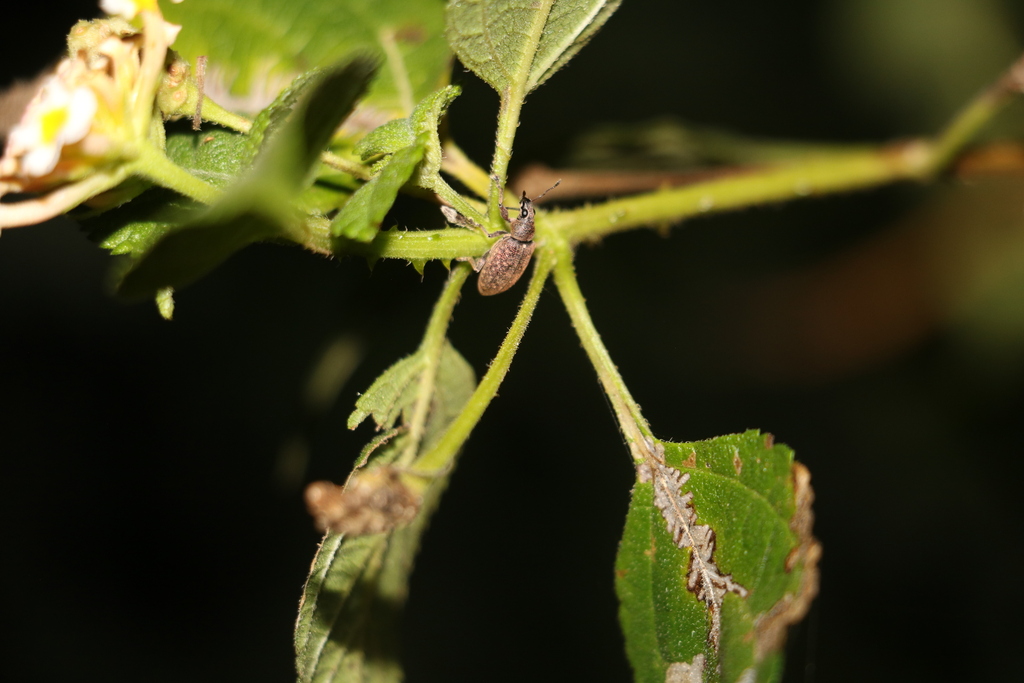 Cratopus viridisparsus