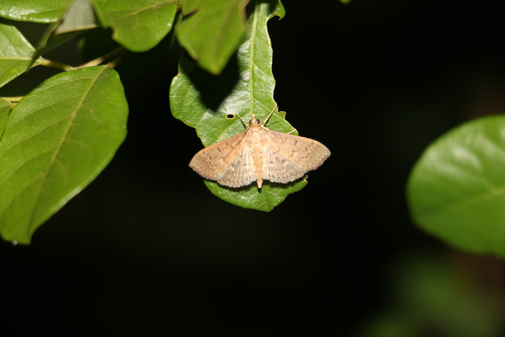 Herpetogramma brunnealis