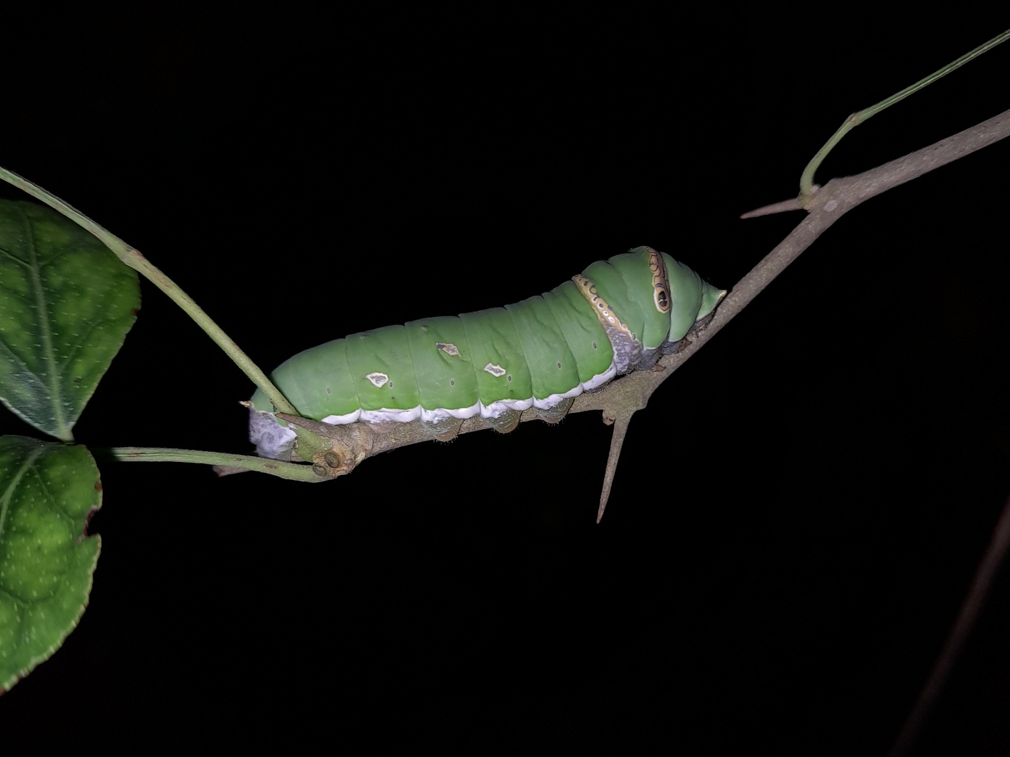 Lime Swallowtail