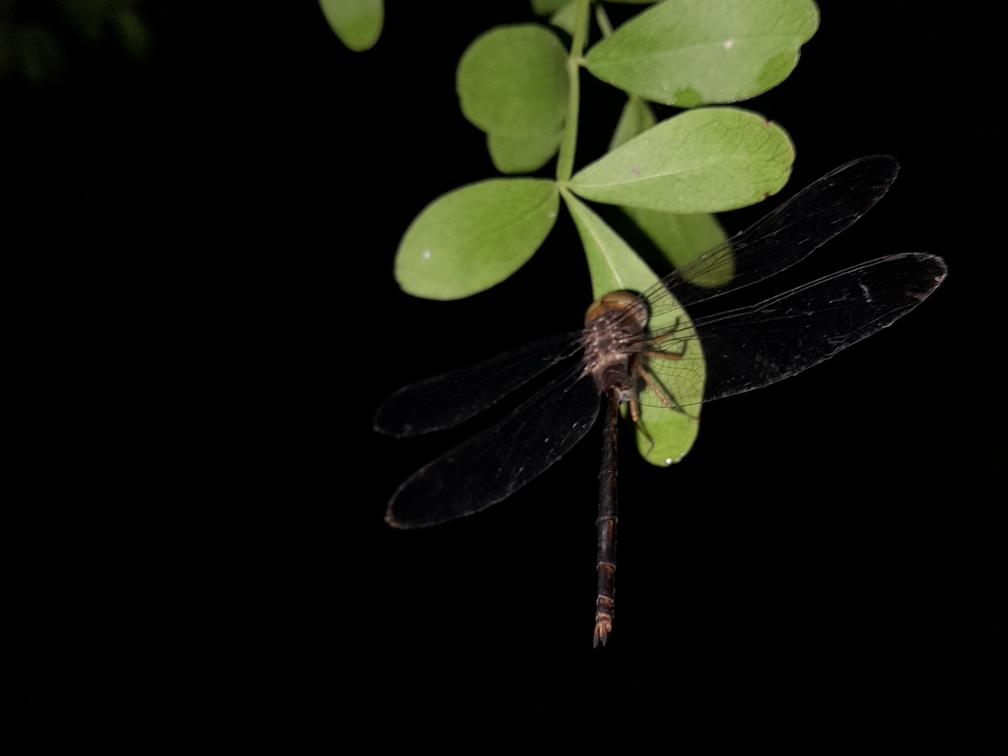 Brown Dusk Hawk