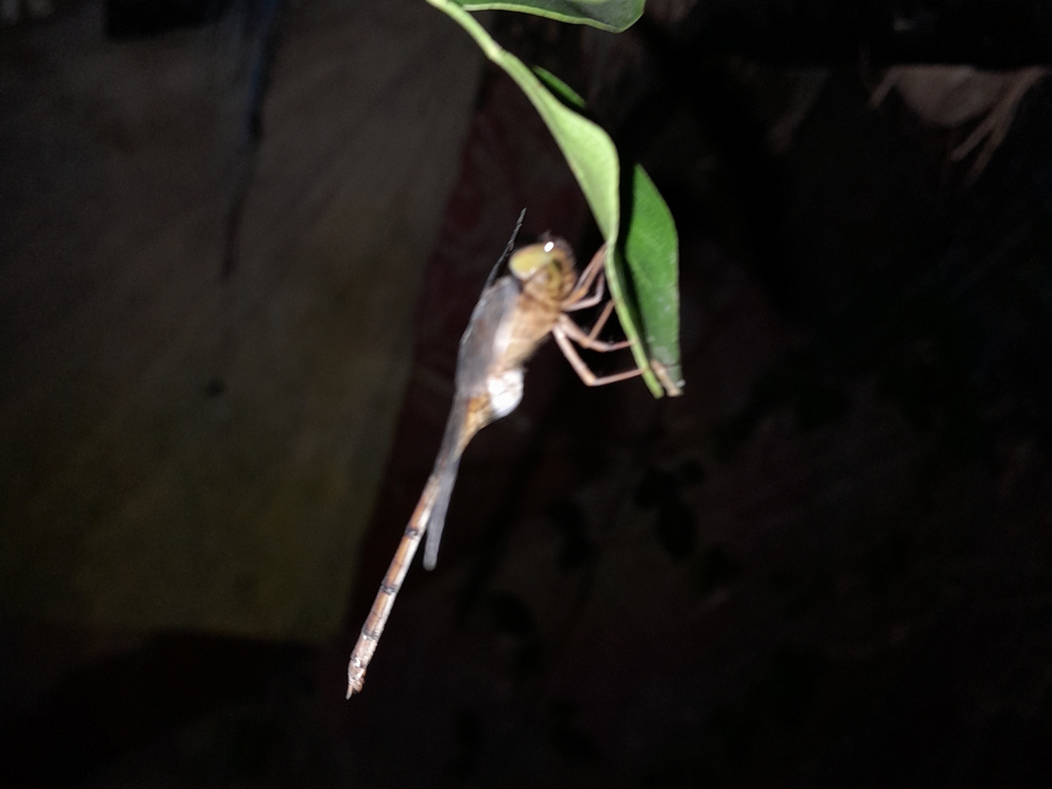 Brown Dusk Hawk