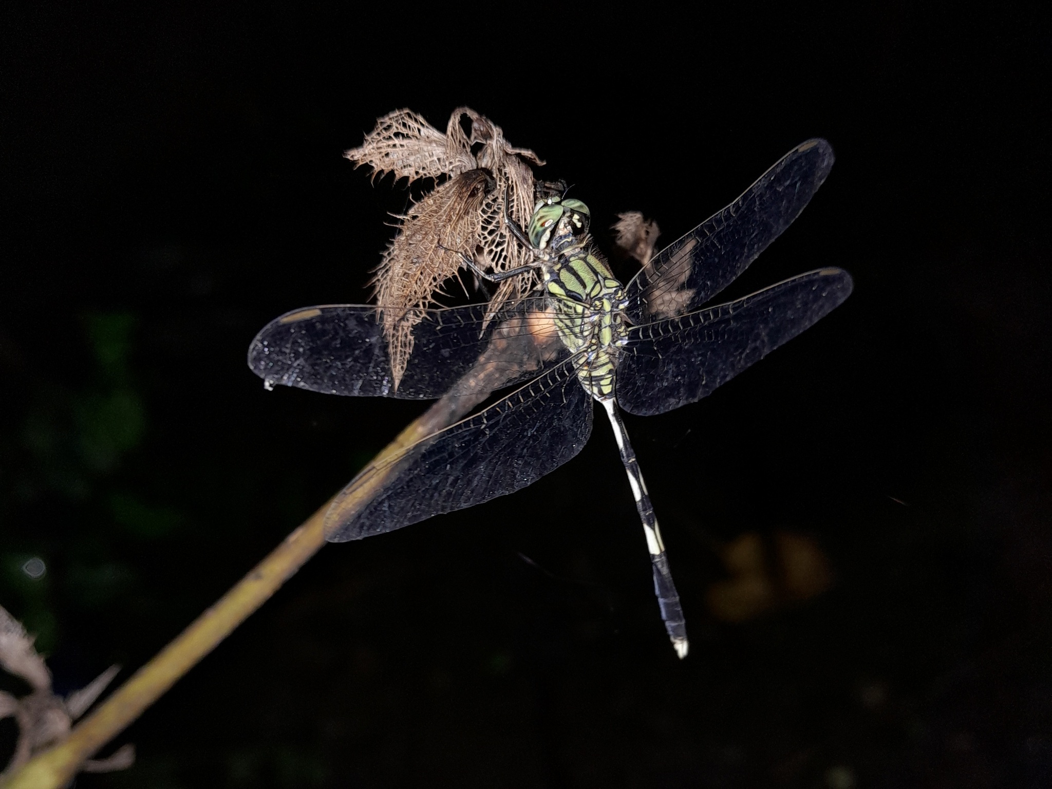 Slender Skimmer