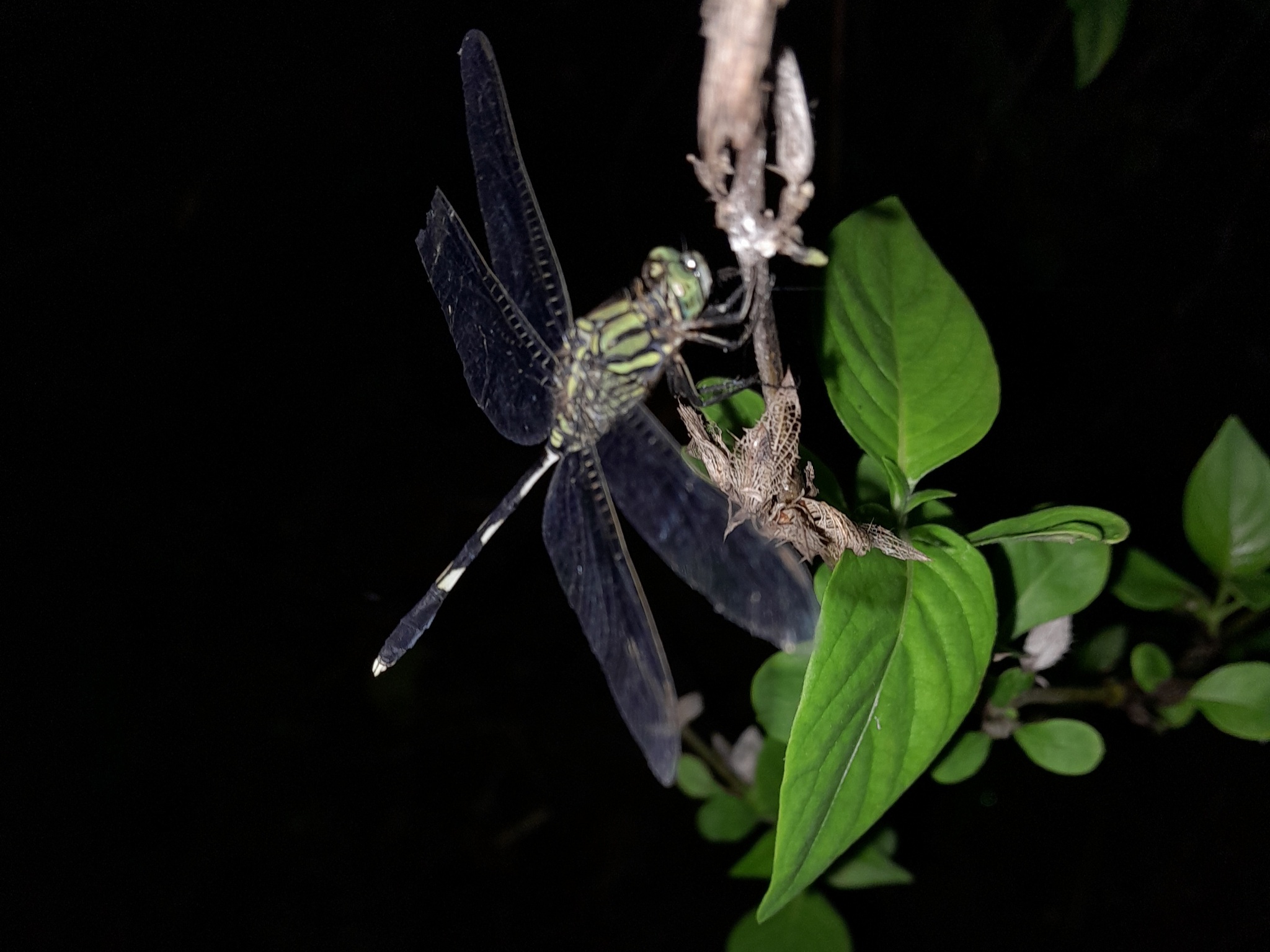 Slender Skimmer