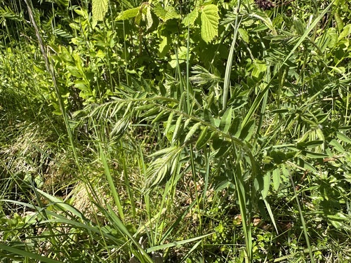 Vicia orobus, photograph 6