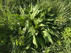 Knautia godetii