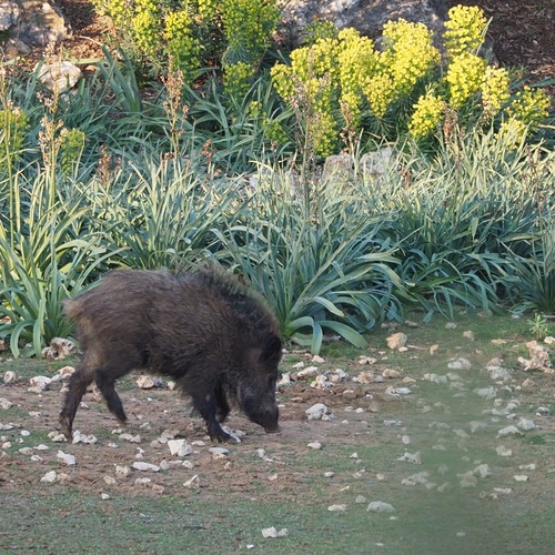 diviak lesný (Sus scrofa)