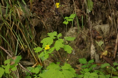 Chelidonium asiaticum