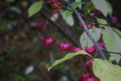 Euonymus miniata