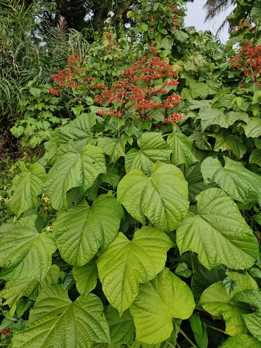 Pagoda Flower