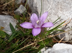 Gentianella aspera