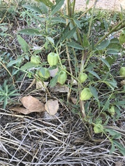 Physalis virginiana