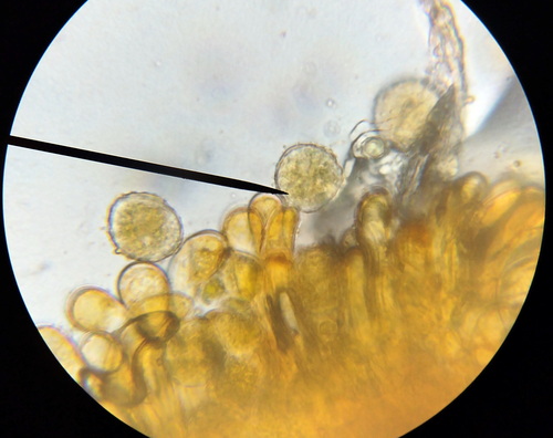 Red Raspberry Yellow Rust