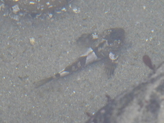 Clinocottus globiceps
