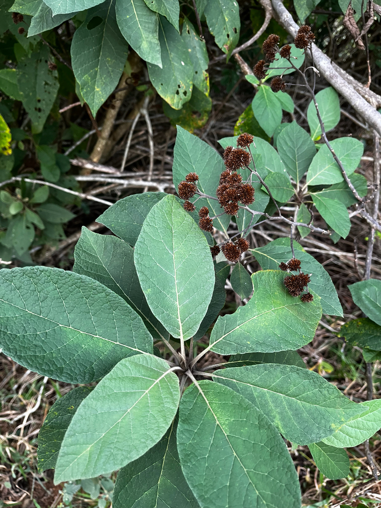 Gorceixia