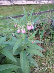 Symphytum officinale