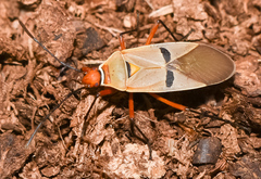 Dysdercus mimus