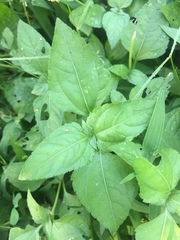 Calyptocarpus vialis