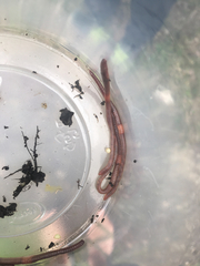 Dendrobaena octaedra