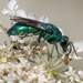 Cuckoo Wasps - Photo (c) Denis Doucet, some rights reserved (CC BY-NC), uploaded by Denis Doucet