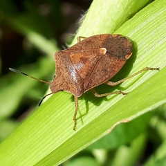 Euschistus servus euschistoides