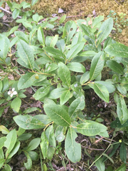 Salix myrtillifolia