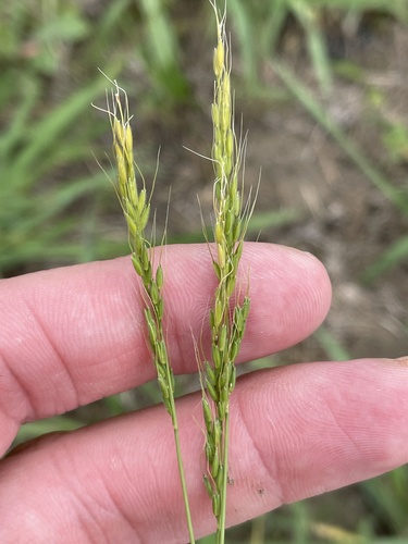 Ozark grass (Limnodea arkansana)