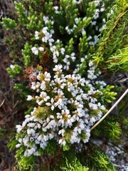 Erica diosmifolia