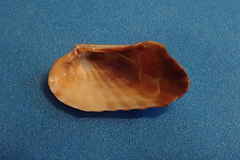Image of Carditamera gracilis