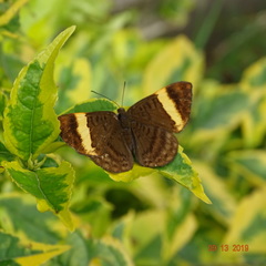 Emesis cypria guppyi